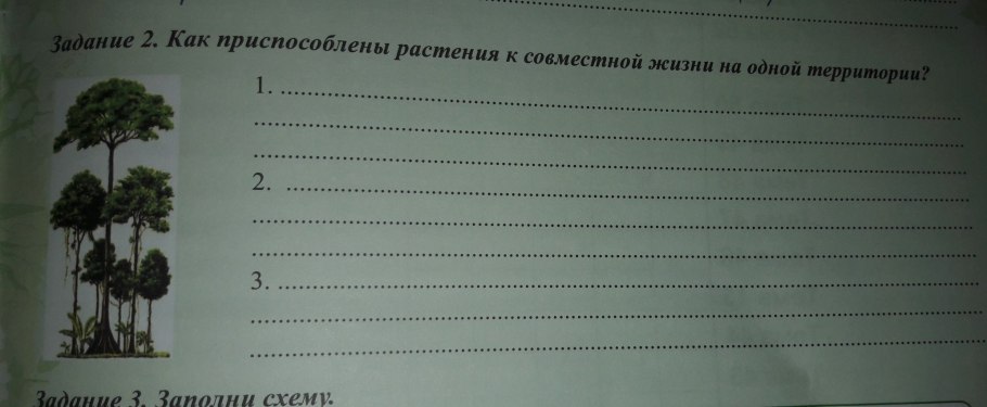 Деревья растущие на скалах