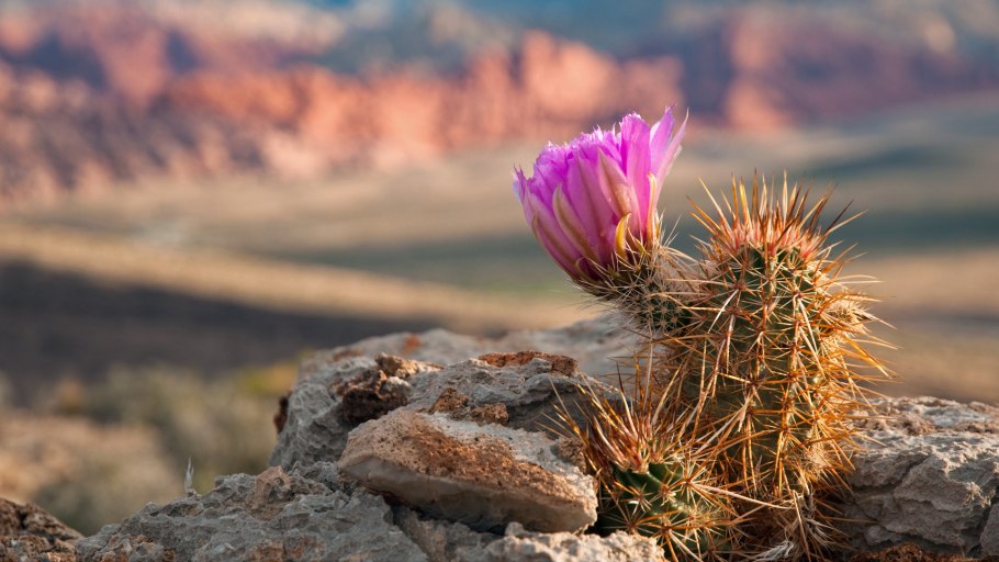 КК приспособились животные в пустыни
