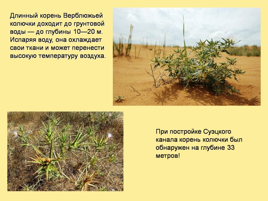 Красивые зеленые растения