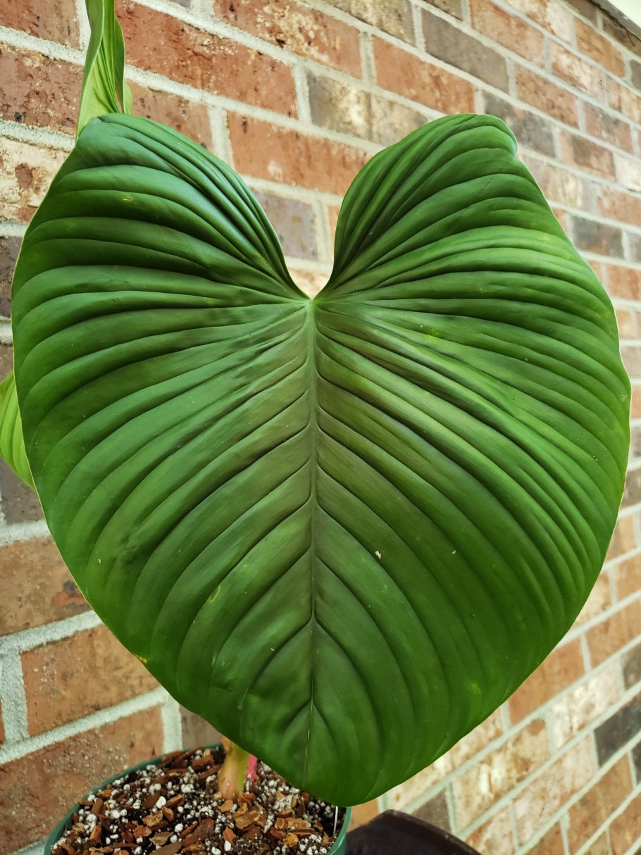 Филодендрон МАКДАУЭЛЛ