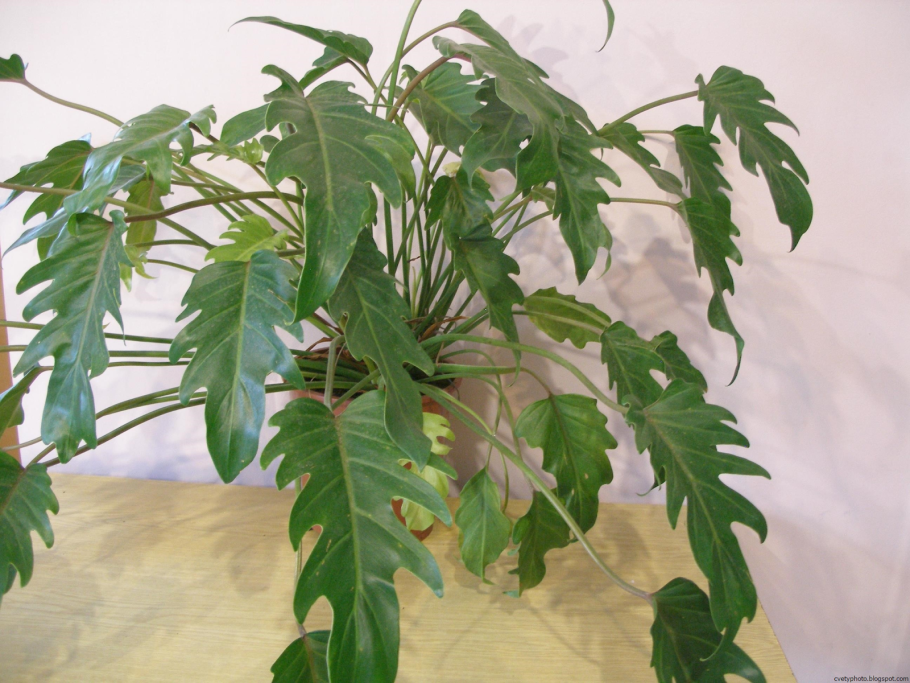 Филодендрон гразилае