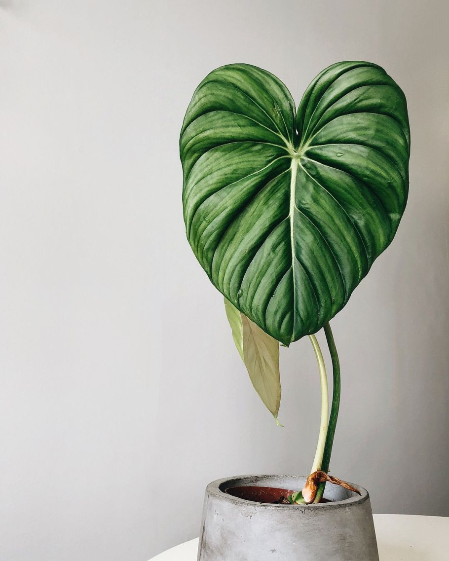Филодендрон пловмани