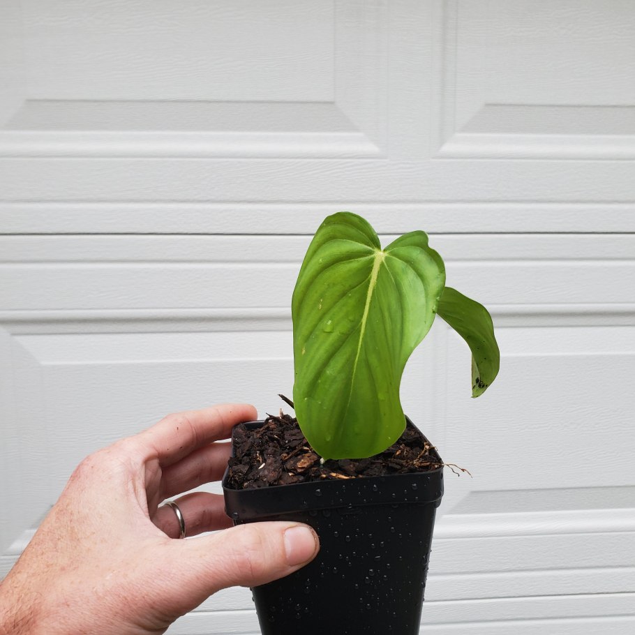 Филодедрон орнатум Силвер