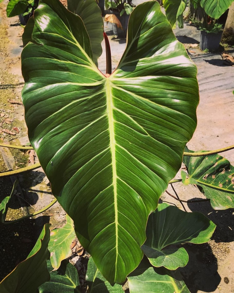 Филодендрон squamiferum