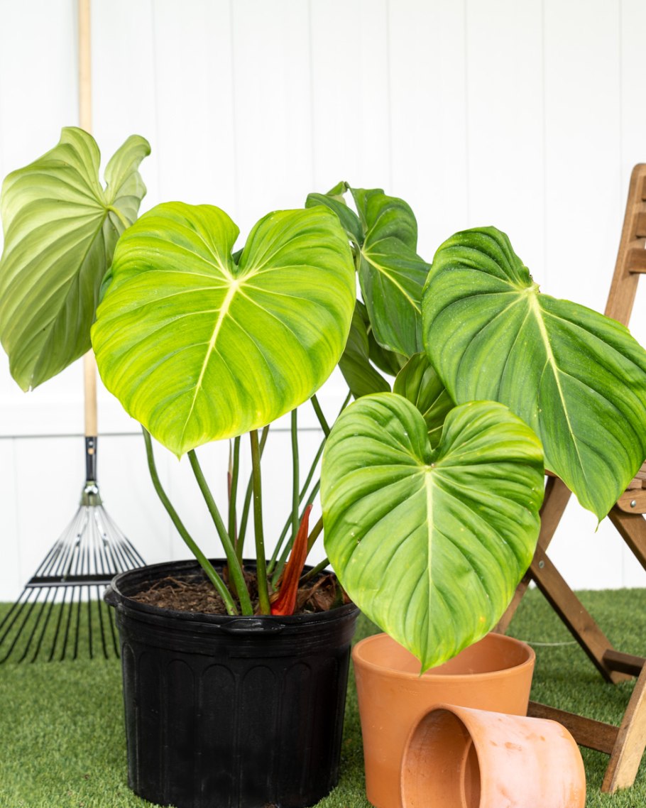 Филодендрон rotundum