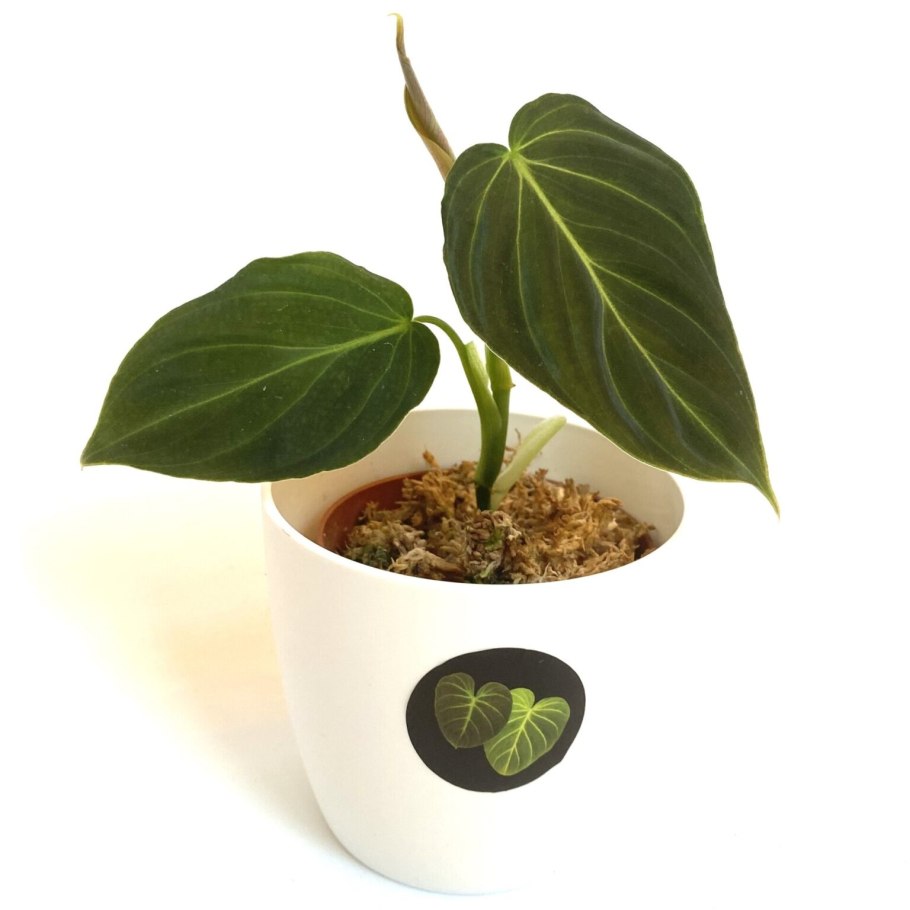 Филодендрон Эль Чоко ред