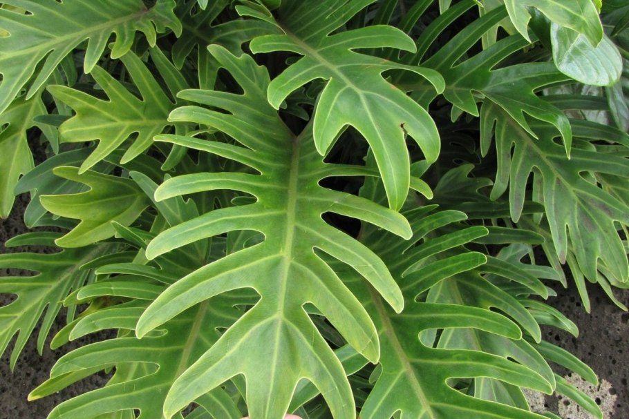 Филодендор мелонхрищум