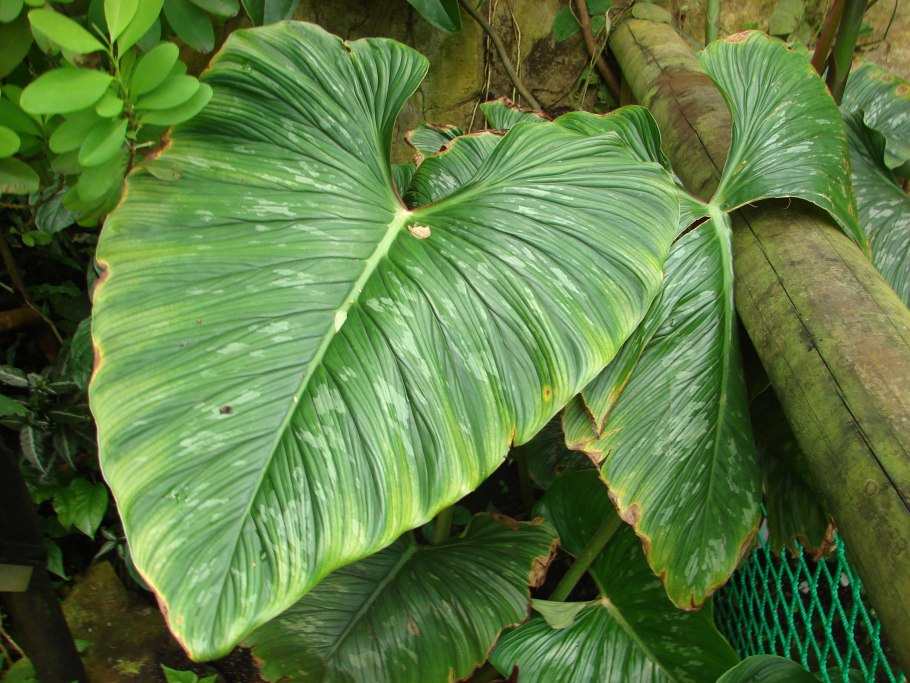 Филодендрон глоризиум