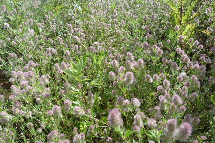 Вейник кавказский сосняк