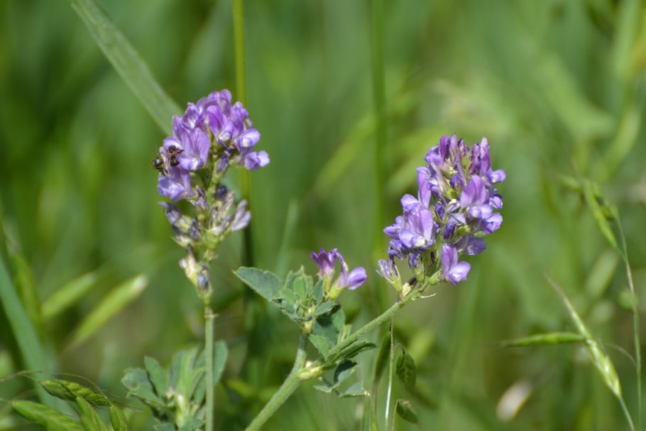 Люцерна бобовые