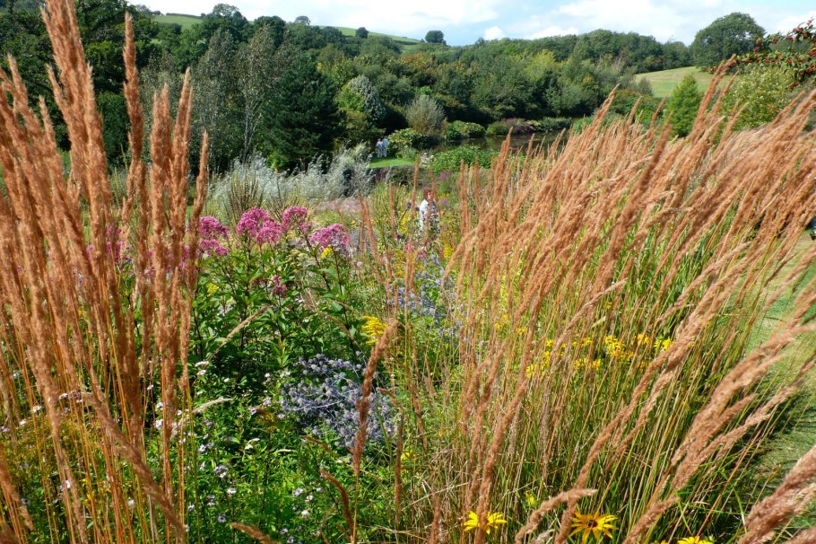 Растение Тимофеевка Луговая