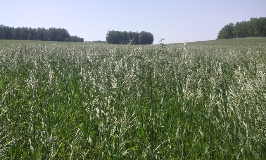 Люцерна Клевер донник