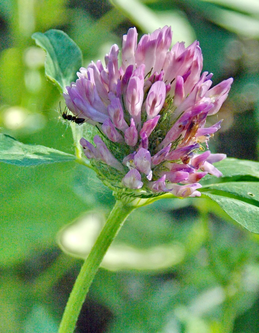 Люцерна трава