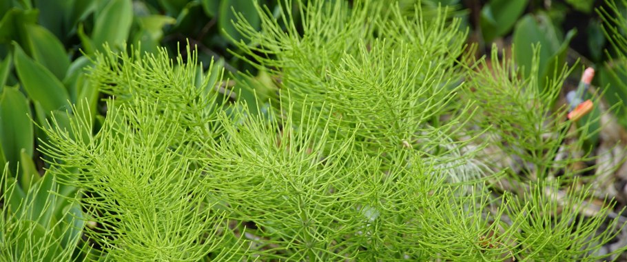 Внешнее строение хвоща