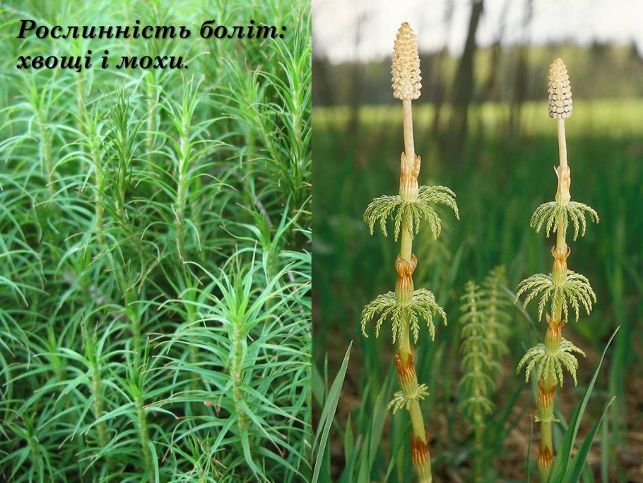 Хвощ полевой растение