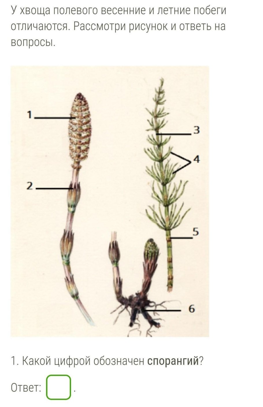 Спорангий у хвоща полевого