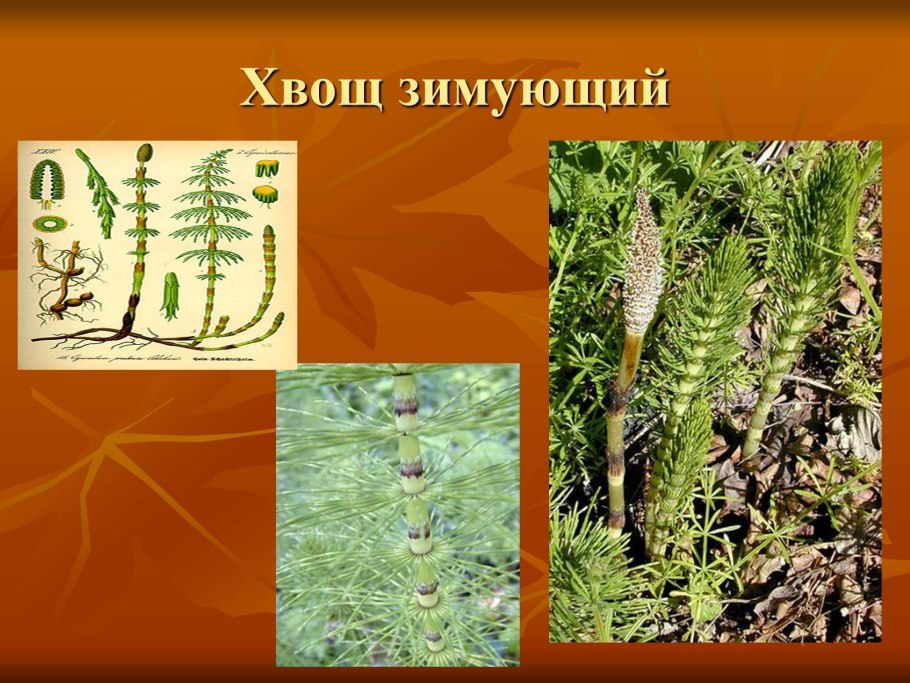 Хвощ полевой весенние и летние побеги