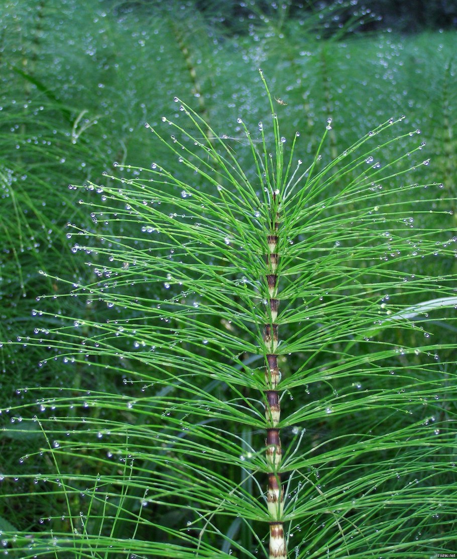 Хвощ полевой (Equisetum arvense)