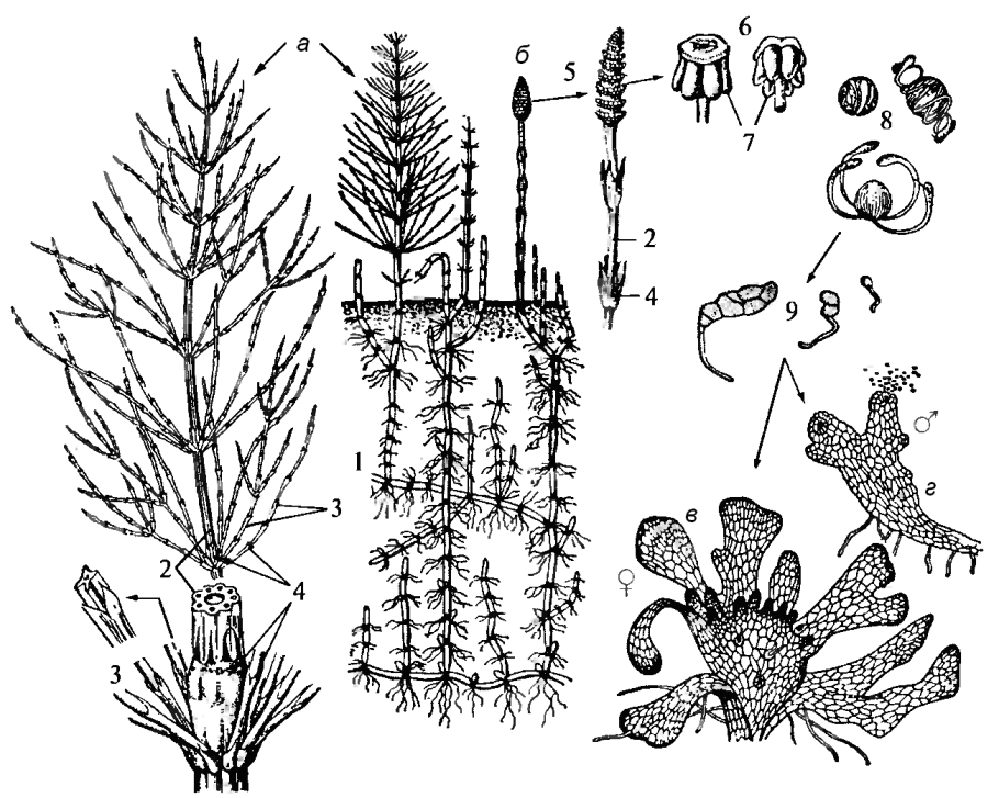 Хвощ полевой корневище