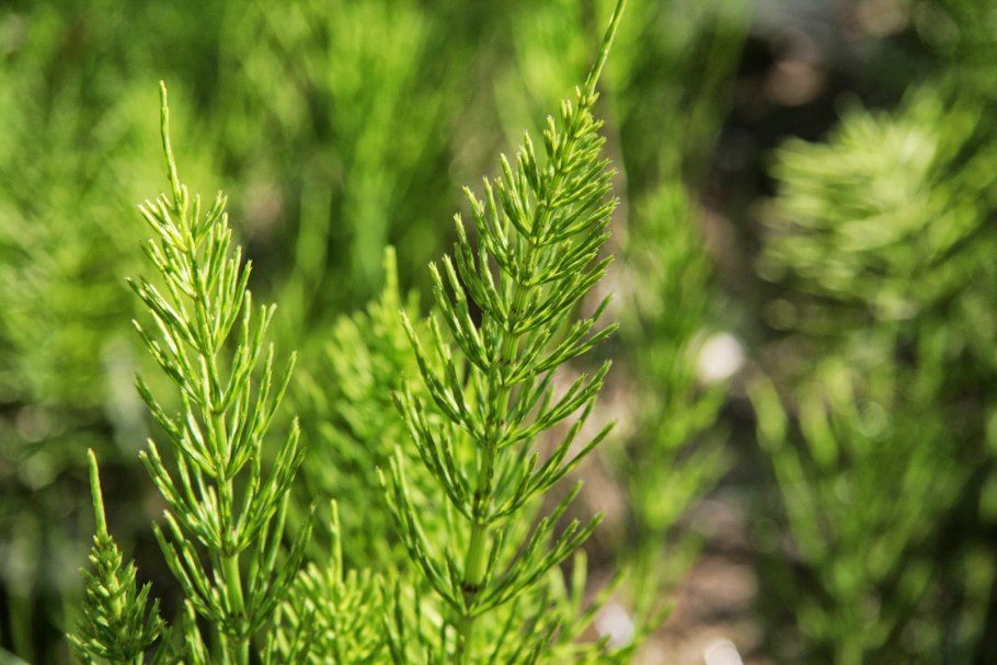 Полевой хвощ