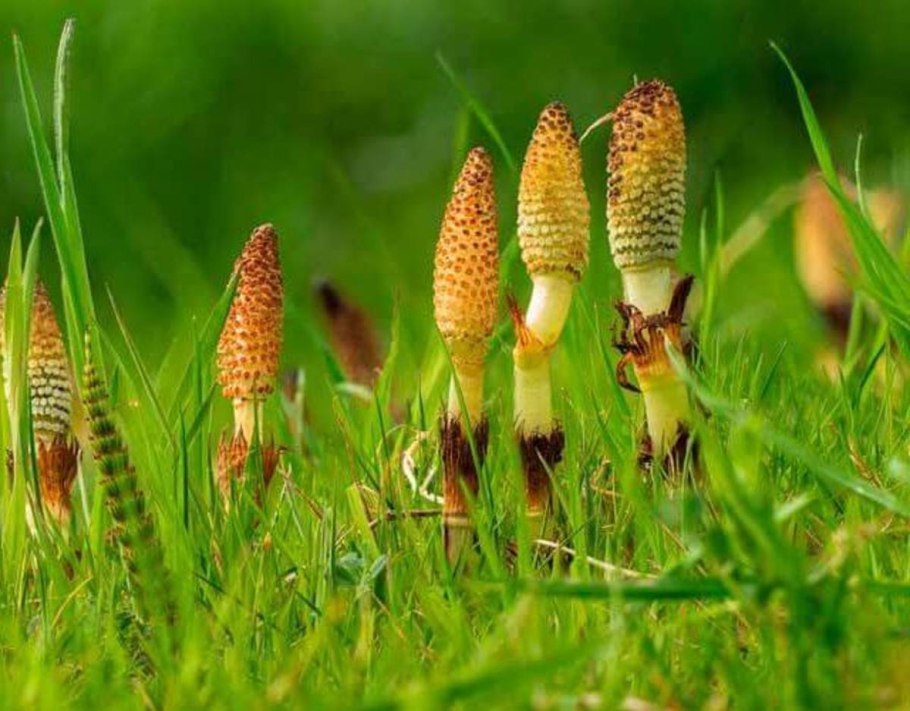 Строение весеннего побега хвоща полевого