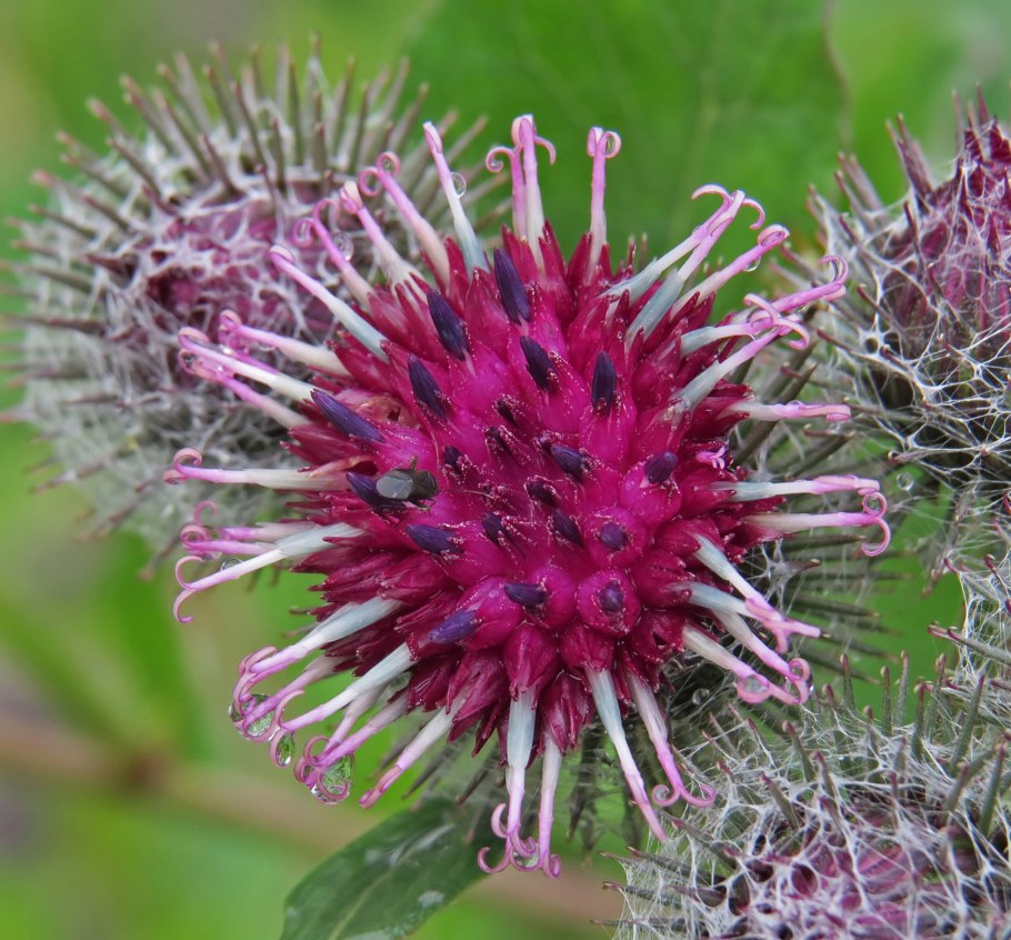 Чертополох репейник лопух