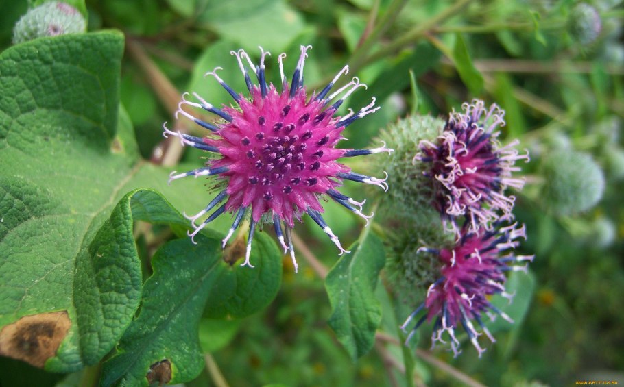 Репейник Луговой