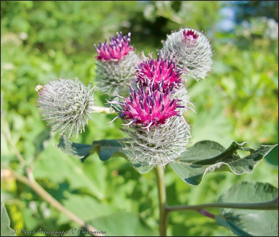 Репейник репейник