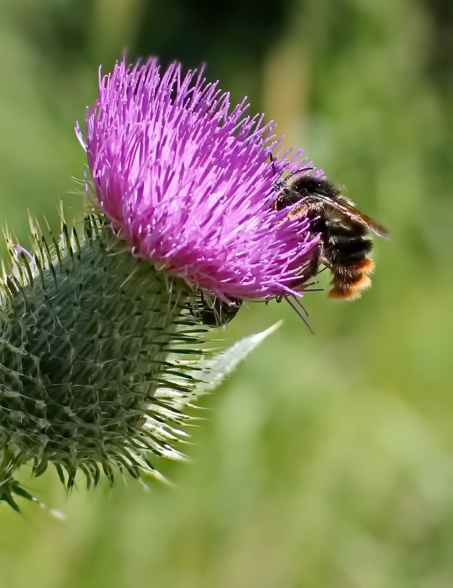 Репейник полевой