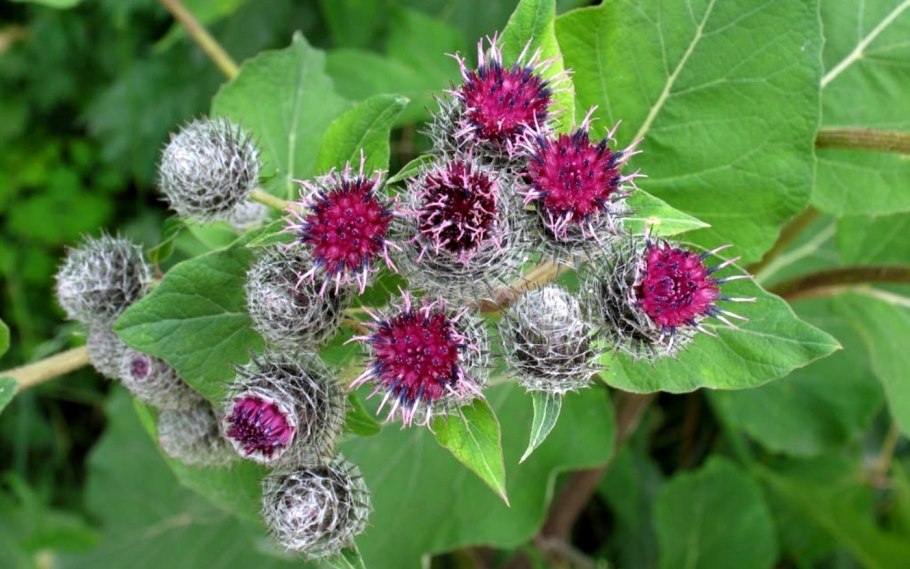 Белокопытник гибридный (Petasítes hýbridus)