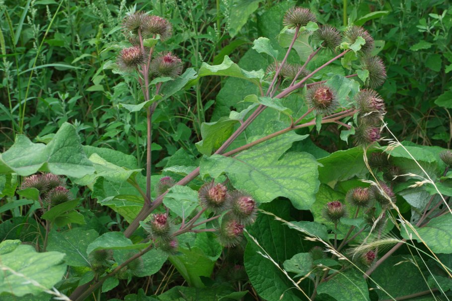 Болотный лопух