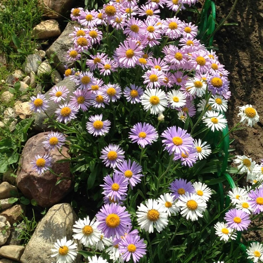 Aster amellus