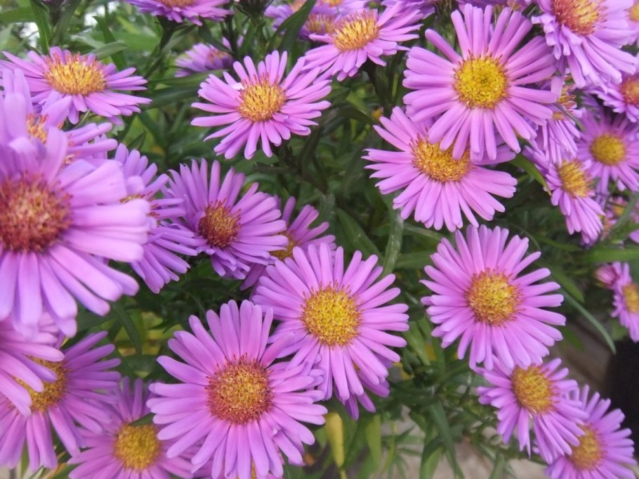 Астра многолетняя кустарниковая (Aster dumosus)