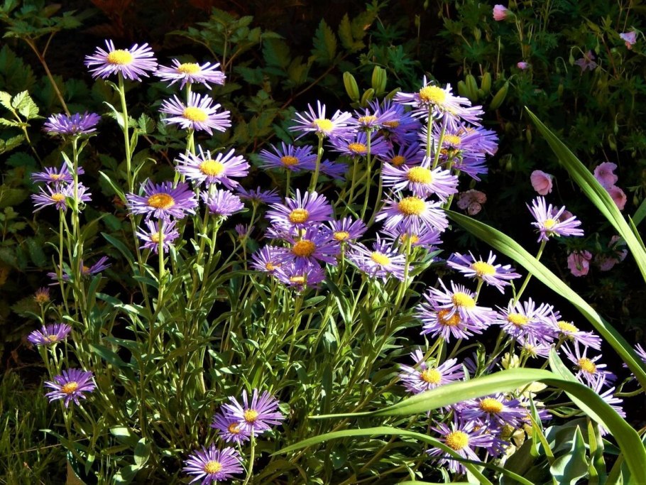 Астра Альпийская (Aster Alpinus) ‘Glory’