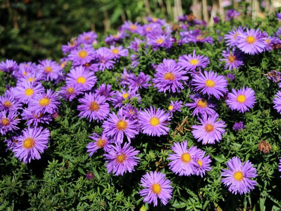 Астра Альпийская (Aster Alpinus)