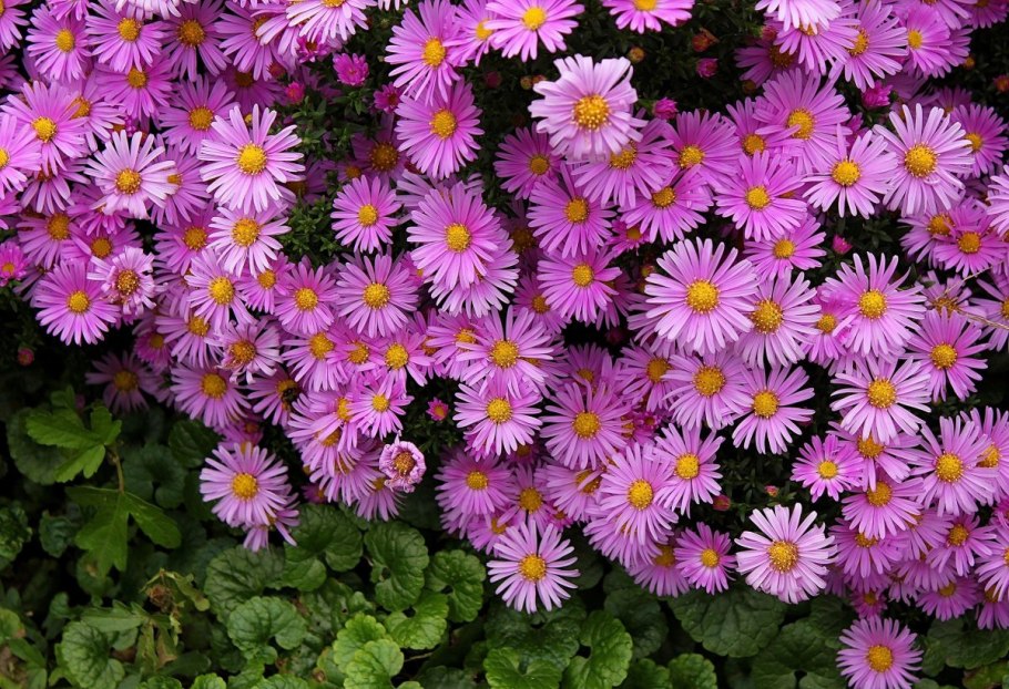 Астра Альпийская (Aster Alpinus)