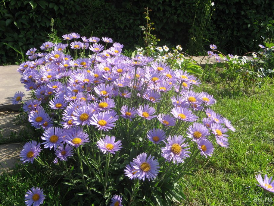 Астра Альпийская (Aster Alpinus) ‘Glory’