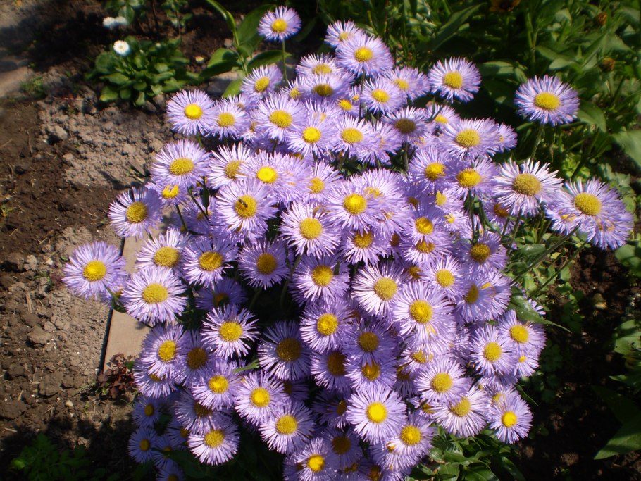 Астра Альпийская (Aster Alpinus)