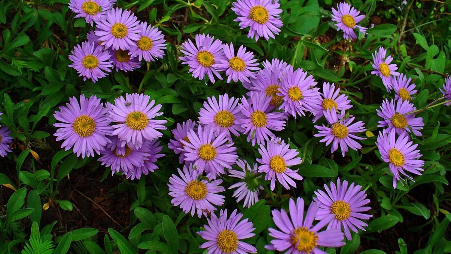 Астра Альпийская (Aster Alpinus)