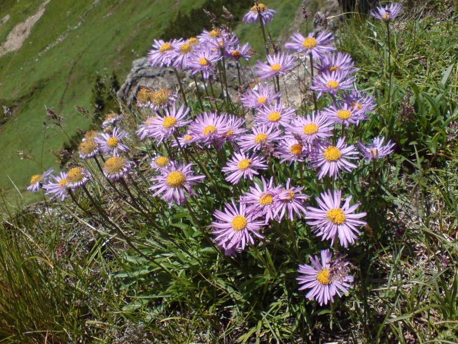 Астра Альпийская Иллирия