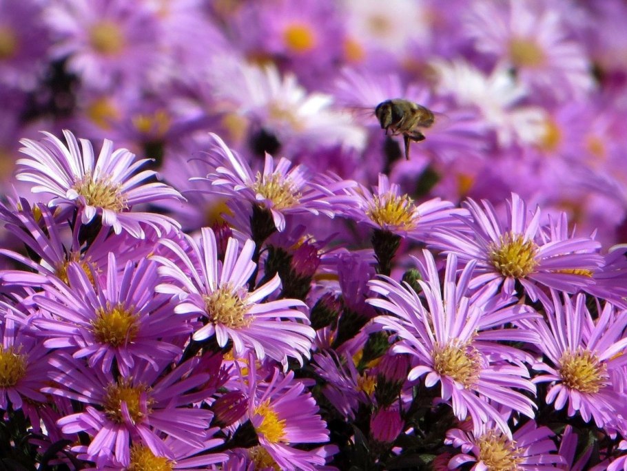 Астра Альпийская Голиаф