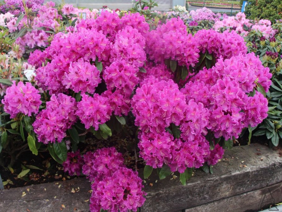 Рододендрон садовый