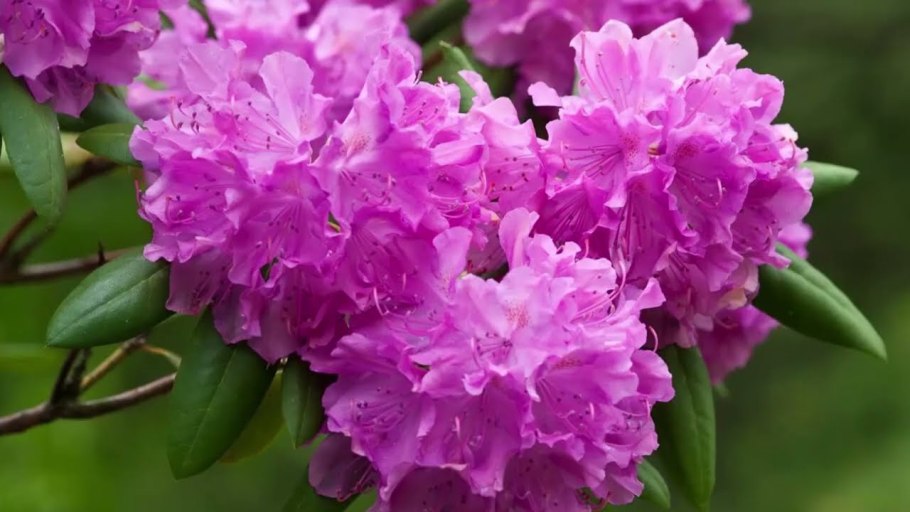 Рододендрон дерево листопадный