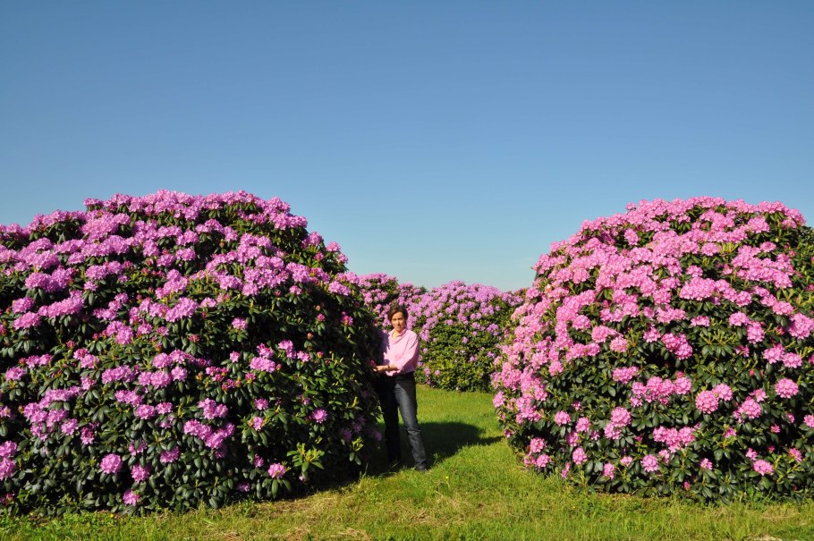 Рододендрон садовый посадка в грунт