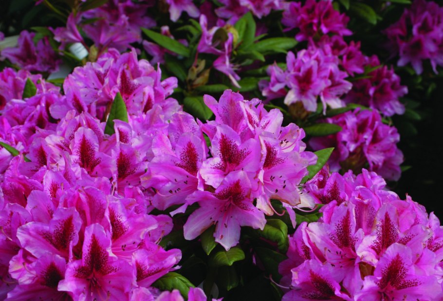 Рододендрон кавказский саженцы