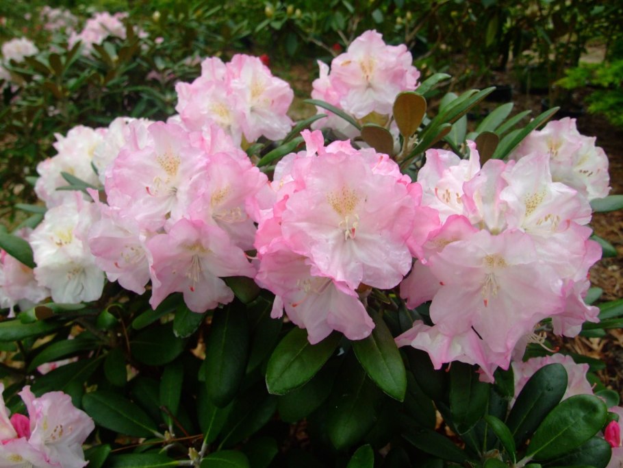 Рододендрон Nicodemus