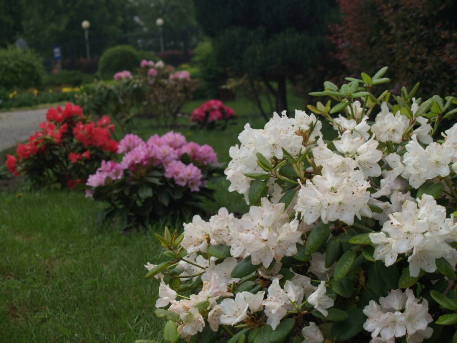 Рододендрон листопадный Королева Эмма