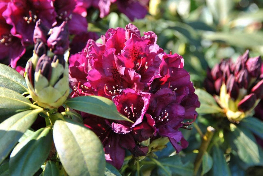 Рододендрон спирея