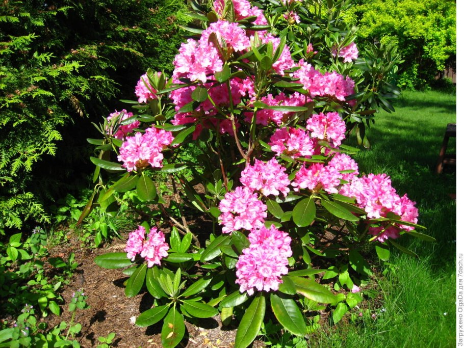 Азалия красная Садовая