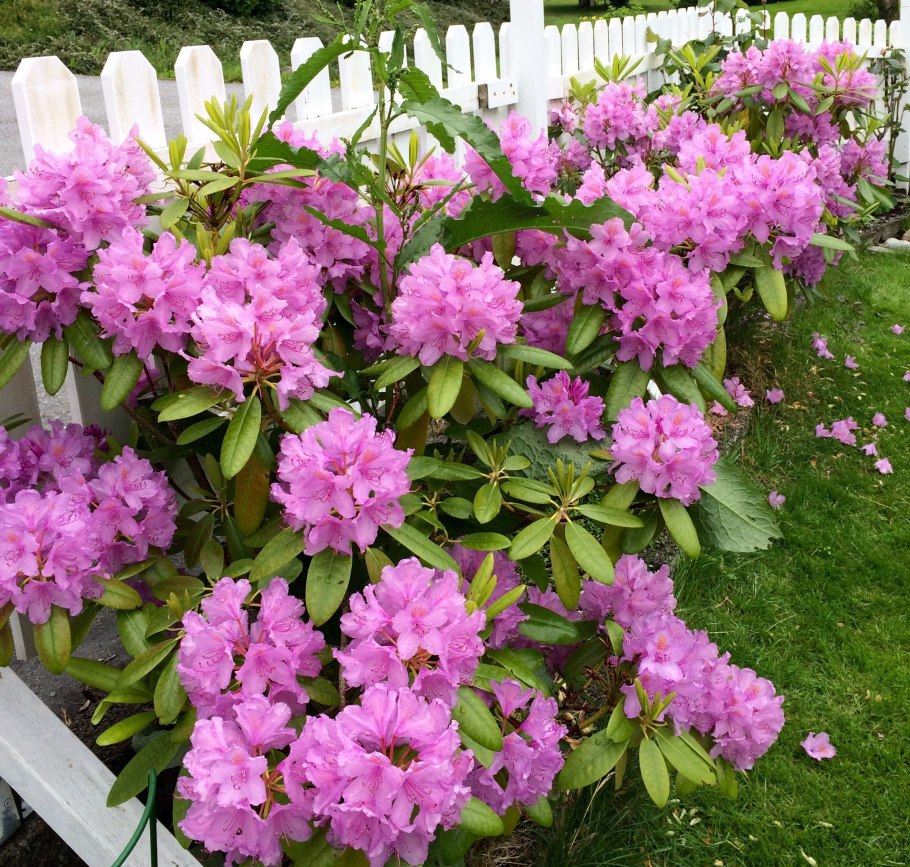 Рододендрон Haaga в Сибири